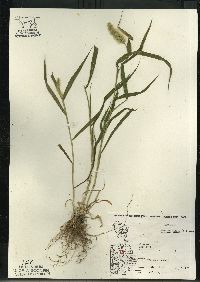 Setaria pumila image