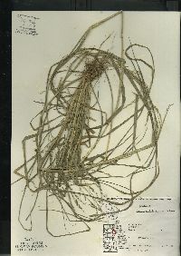 Panicum dichotomiflorum subsp. dichotomiflorum image