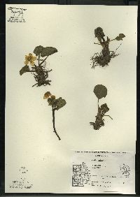 Caltha palustris image