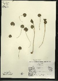 Cardamine bulbosa image