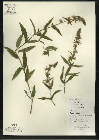 Stachys tenuifolia image