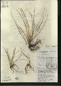 Isoëtes echinospora image