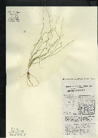 Schoenoplectus subterminalis image