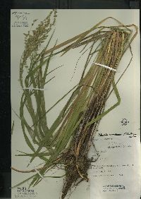 Glyceria canadensis image