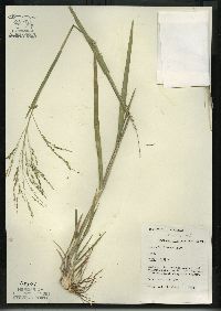 Panicum dichotomiflorum subsp. dichotomiflorum image