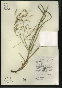 Glyceria canadensis image