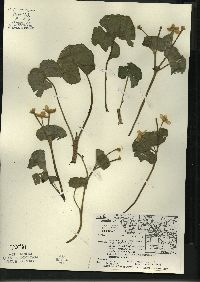 Caltha palustris image