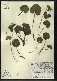 Caltha palustris image