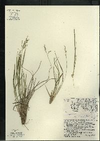 Dichanthelium linearifolium image