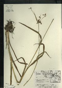 Scirpus hattorianus image