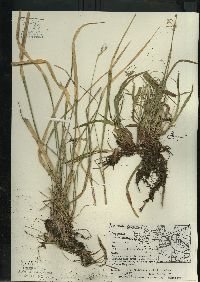 Oryzopsis asperifolia image