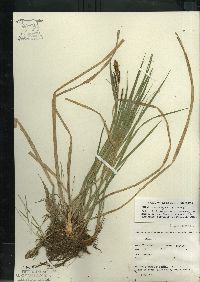 Carex emoryi image