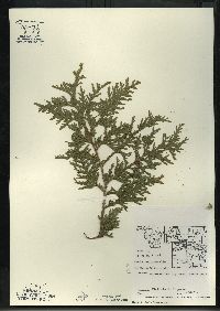 Thuja occidentalis image