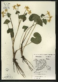 Caltha palustris image