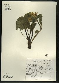 Caltha palustris image