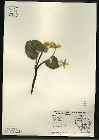 Caltha palustris image