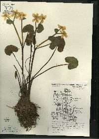 Caltha palustris image