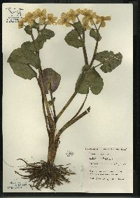 Caltha palustris image