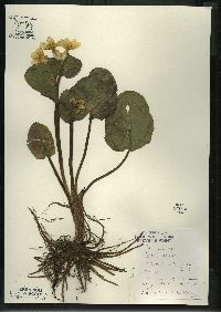 Caltha palustris image