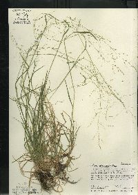 Poa alsodes image