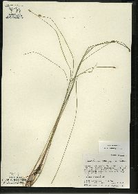 Eleocharis erythropoda image