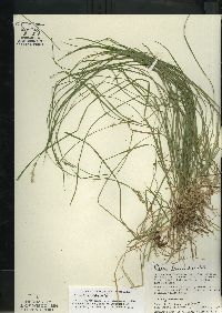 Carex bromoides image