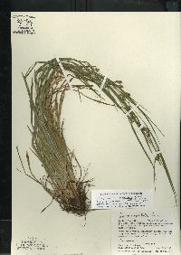 Carex grisea image