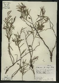 Andromeda polifolia var. latifolia image