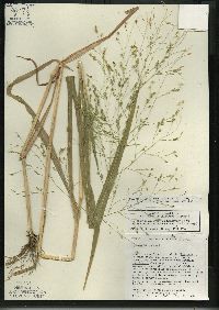 Panicum miliaceum image