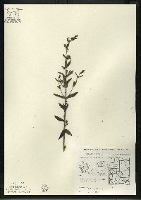 Scutellaria galericulata image