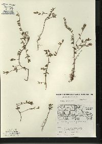 Vaccinium oxycoccos image