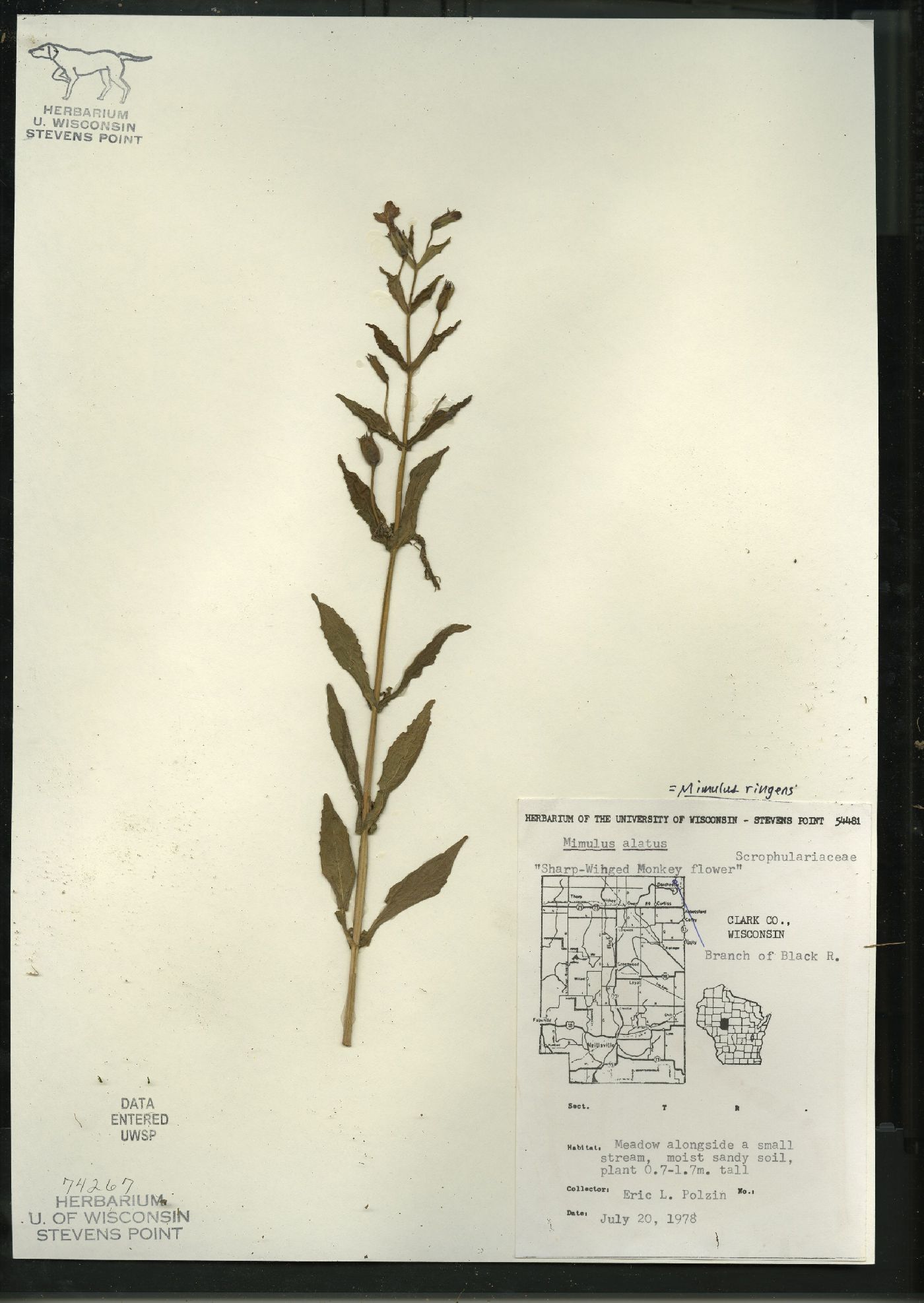 Mimulus ringens var. ringens image