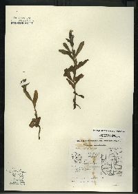 Myosotis scorpioides image