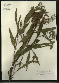 Rumex verticillatus image