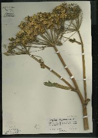 Angelica atropurpurea image