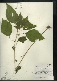 Laportea canadensis image