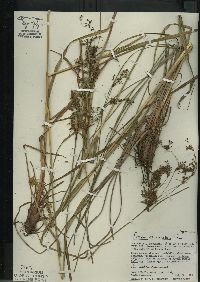 Scirpus atrocinctus image