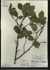 Alnus incana subsp. rugosa image