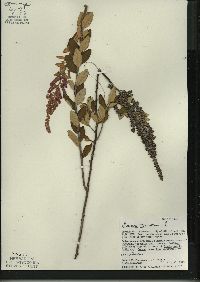 Spiraea tomentosa image