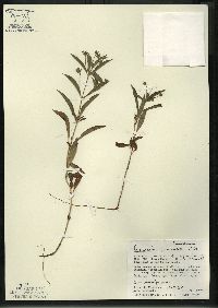 Lysimachia lanceolata image