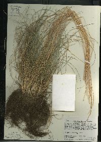 Festuca saximontana image