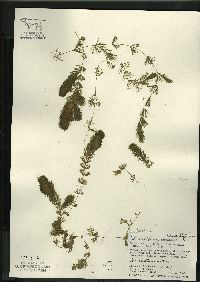 Ceratophyllum demersum image