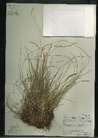 Festuca saximontana image