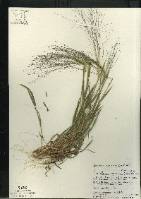 Digitaria cognata image