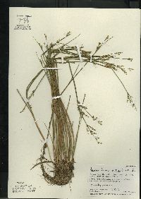 Juncus brevicaudatus image