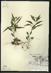 Lysimachia lanceolata image