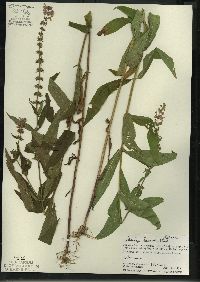 Stachys tenuifolia image