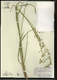 Glyceria canadensis image