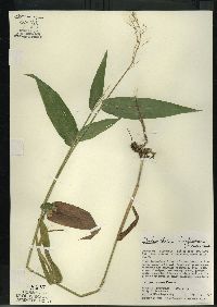 Dichanthelium latifolium image