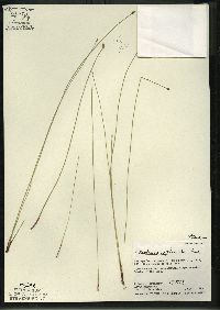 Eleocharis erythropoda image